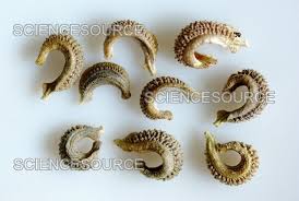 Calendula Officinalis Seed